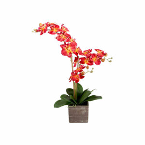 Realistic Red Orchid